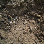 Dirt Texture II