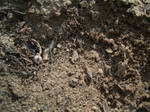 Dirt Texture II