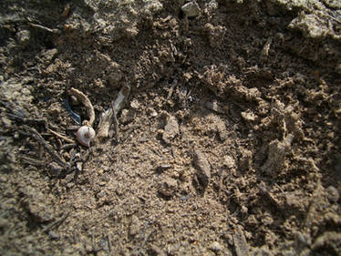 Dirt Texture II