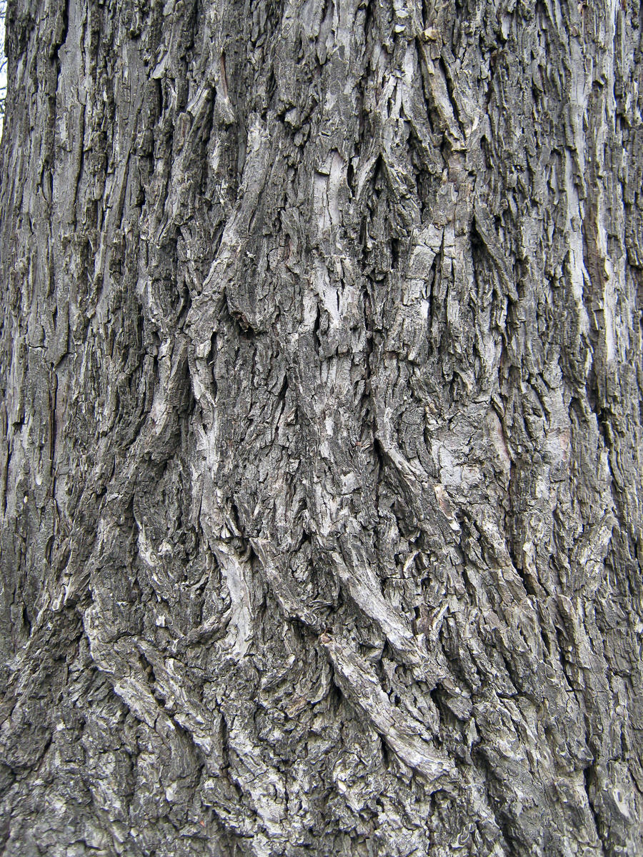 Bark Texture II
