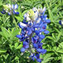 Texas Wildflowers Bluebonnets