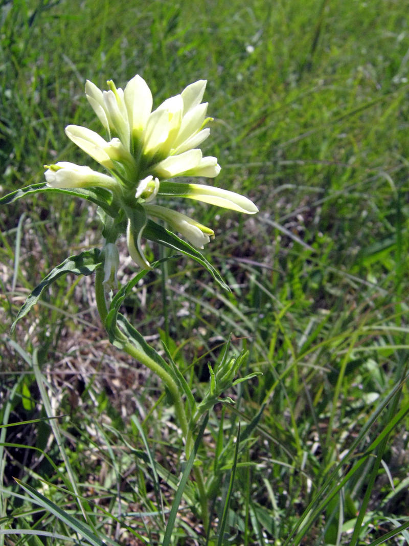 Albino Indian Paintbrush