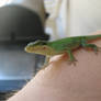 Lizard on My Arm
