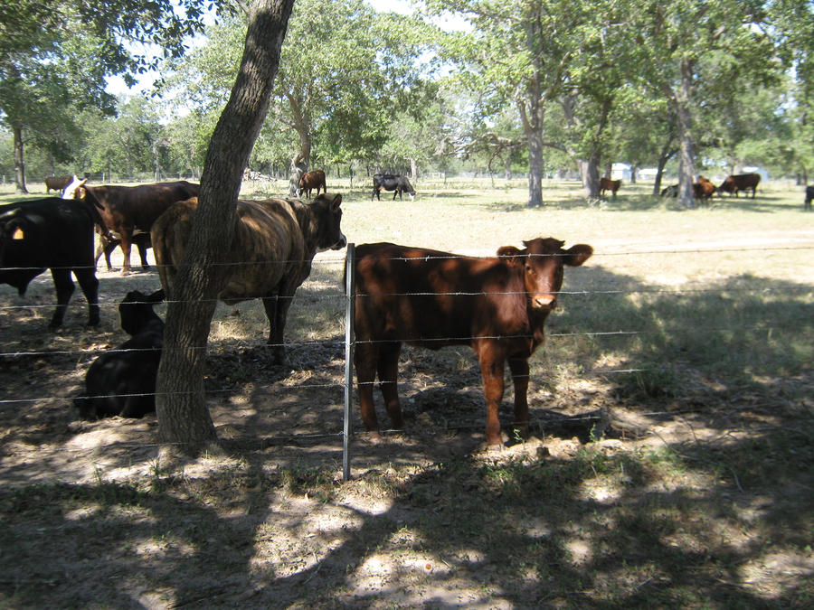 Meeting Victoria Cows