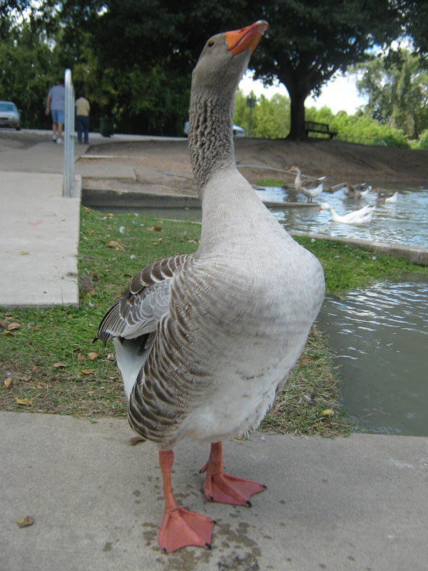 Hello Goose II