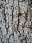 More Bark Texturess