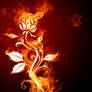 Fire Flower background