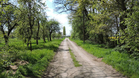 Strasse zum Tierheim