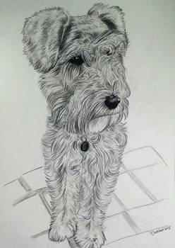 Dog Pencil Drawing