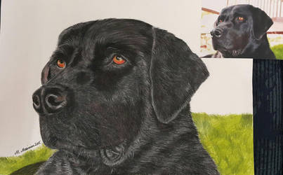 Dog Pastel Drawing