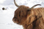 Scottish cow I by kolekcjonerka6