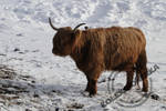 Scottish cow II by kolekcjonerka6