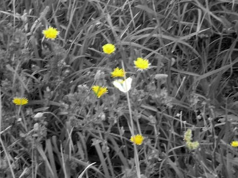 Butterfly in flower