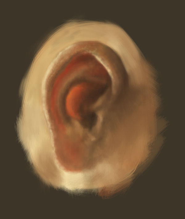 Translucent Ears Ear translucency study by shohhayl on DeviantArt