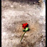 A rose for the dead II