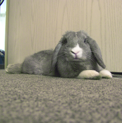 Bunny chillin out