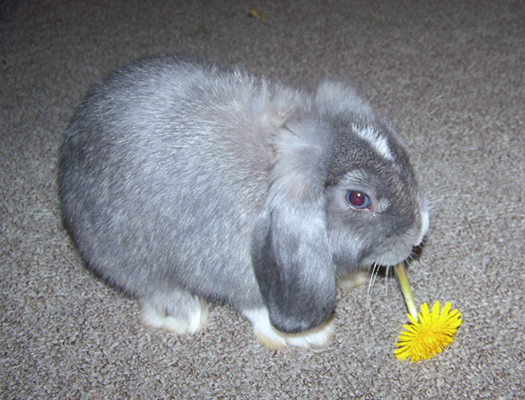 Bunny eating flower