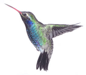 Hummingbird