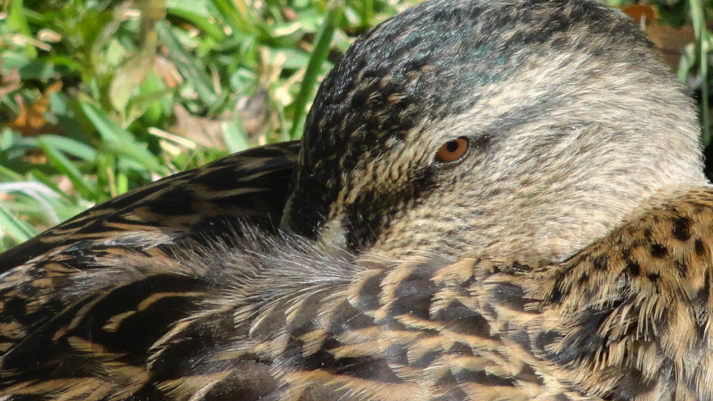 Mallard hen @ by KaityCameleon on DeviantArt