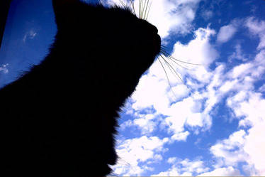 Cloudy cat