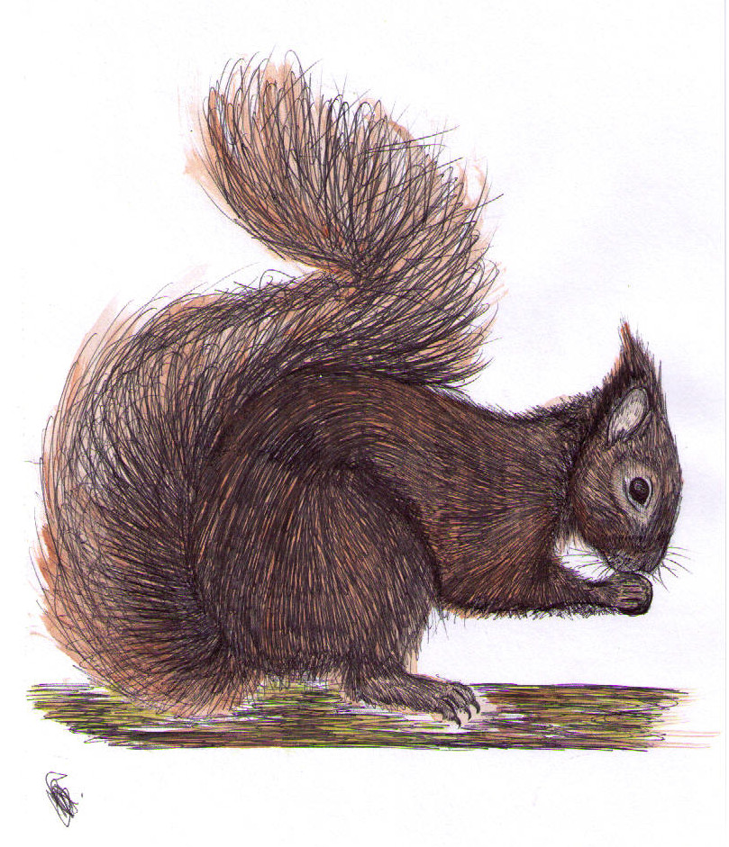 red squirrel