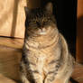 Barn Cat