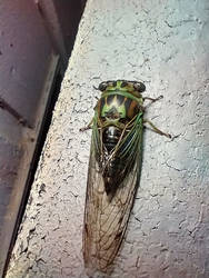 cicada 2