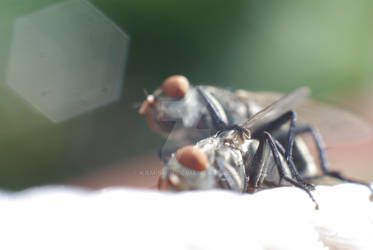 Mating Fly 1