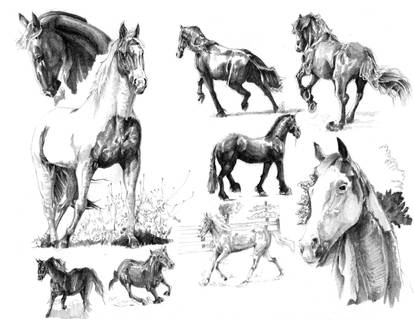 Horse Study