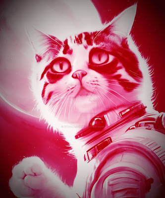 Space possibilities Cats Cat Funny Astronaut bound