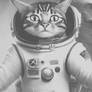 Boundless Cats Cat Funny Astronaut Space Possibili