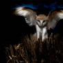 barn owl