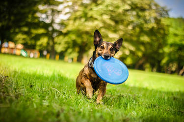 Dogfrisbee