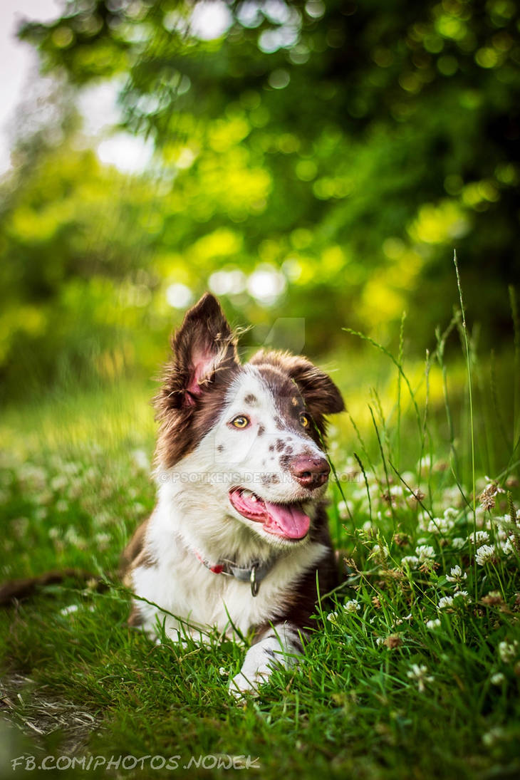 Border Collie by Psotkens