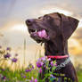 German pointer