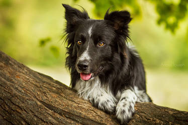 Kendo Border Collie