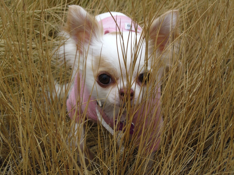 Cleo in the Grass