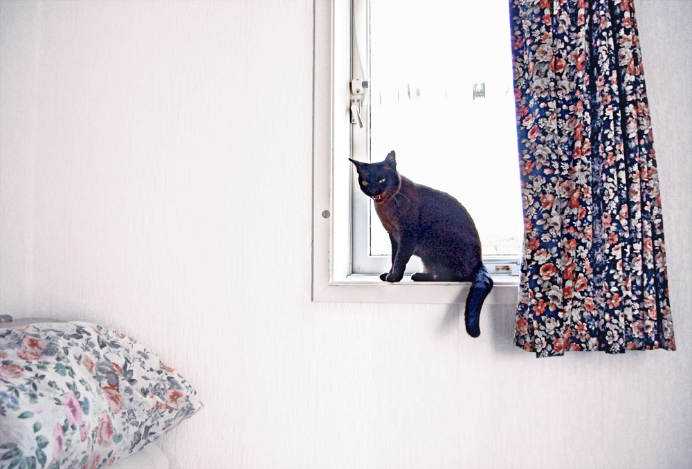 Fensterkatze