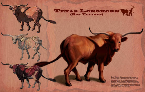 Texas Longhorn Orthographic