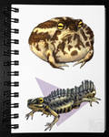 Frog and Newt - Colored version [Sketchbook] by drygani-art