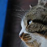 Cat close up