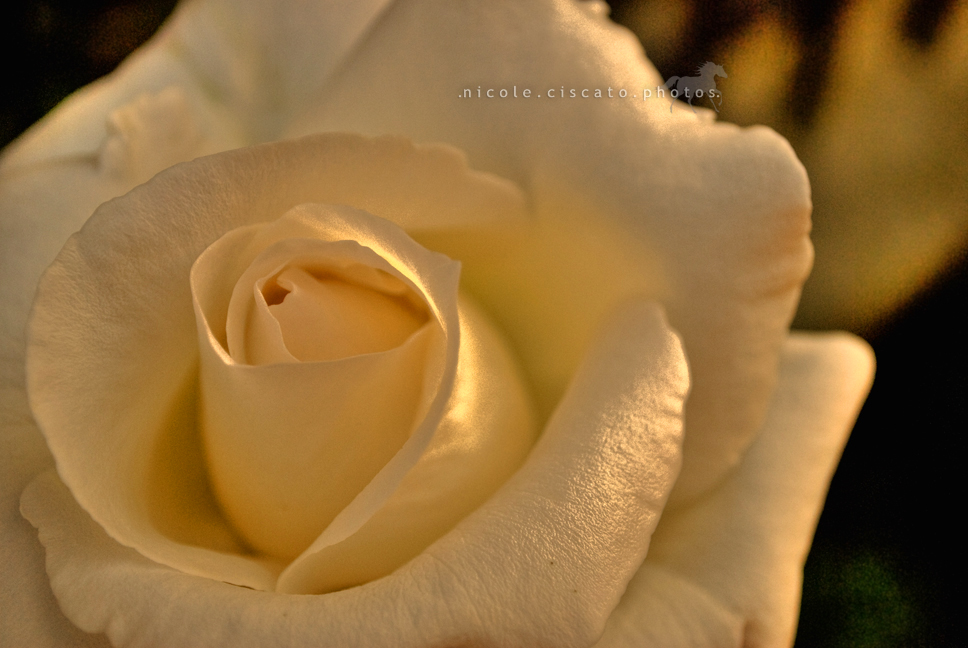 ..:: Desert Rose HDR::..