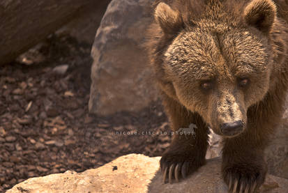 ..:: Sad Bear ::..