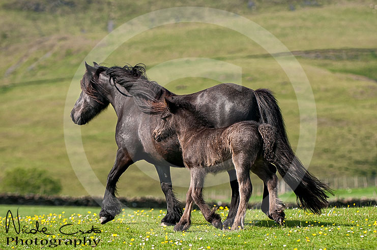 Mare and foal