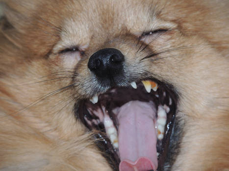 Dog Yawn