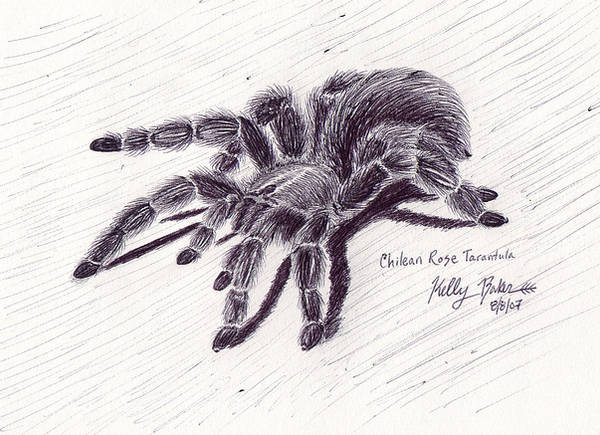 Chilean Rose Tarantula by Moundfreek
