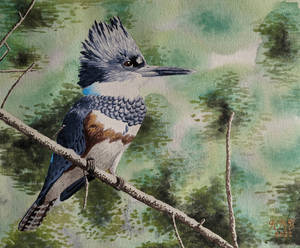 Watercolor Belted Kingfisher