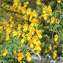 Scotch Broom Flower