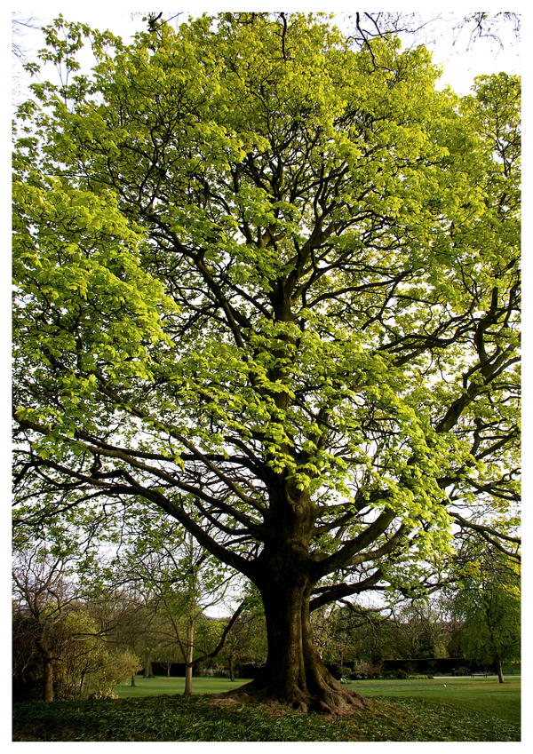 Original Tree by elliebeeeee on DeviantArt