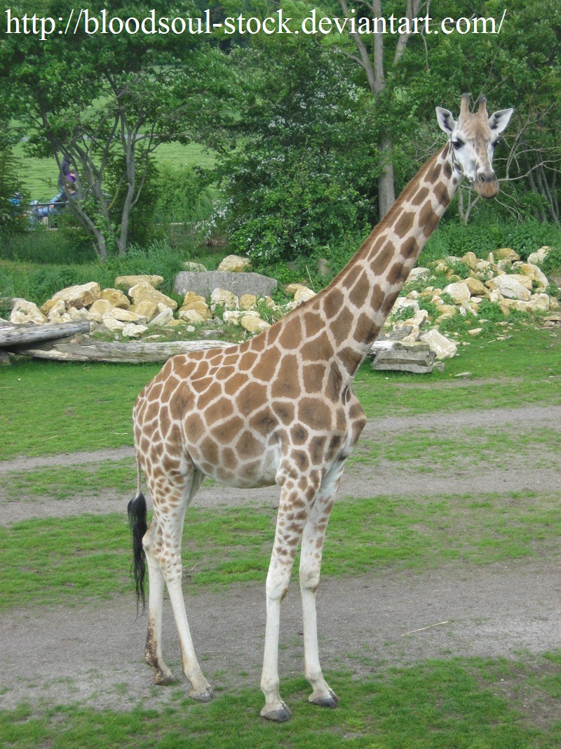 Giraffe 01